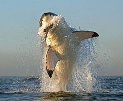 摄影师拍到大白鲨捕食海豹精彩组图 
