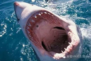 你只听闻鲨鱼吃人,事实真的是这样吗