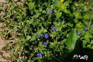 有一种报春花科植物叫蓝花琉璃复缕!