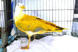 英海鸥羽毛遭染成黄色后误被当做珍稀物种 