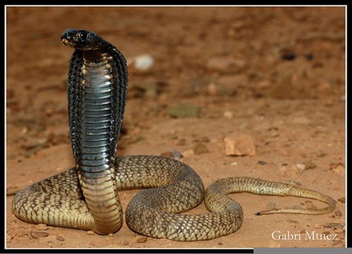非洲毒王 埃及眼镜蛇