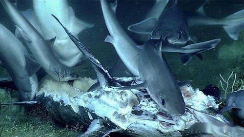 罕见 深海群鲨抢食死剑鱼,反遭2米巨怪埋伏生吞......