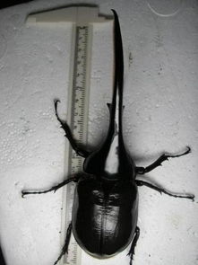 世界上最可怕的十种昆虫 十大最恐怖虫子(世界上最可怕的十二星座)