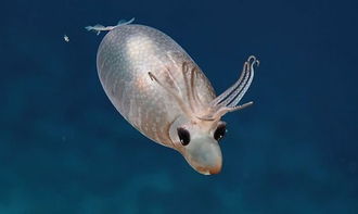 深海拍到罕见的 小猪鱿鱼