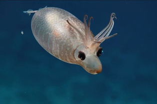深海科学家发现罕见生物小猪鱿鱼 像鹿又像猪(科学家为什么不研究深海)