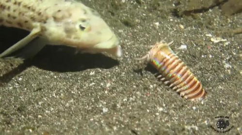 海洋里最为恐怖的 怪虫 被切成3段依然能够存活 