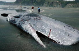 盘点十大海洋诡异动物 巨型乌贼长18米秒杀大船 