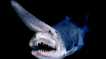 海洋物种大揭秘 十种最恐怖的海洋生物