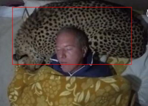 动物学家野外露营,半夜闯入一只花豹,后面一画面让人意外