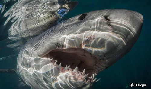 鲨鱼张开血盆后,画风突变 牙齿下一秒不小心掉了出来 罕见!