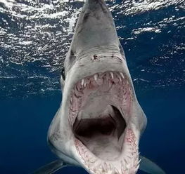 在帕劳被数十条鲨鱼围攻 