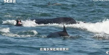 被鲸鱼吞入口中又吐出 具体情况是什么 人有无大碍 