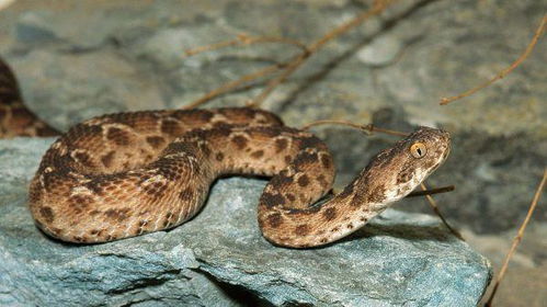 地球上10大最危险的蛇类, 蟒蛇第十, 响尾蛇第八, 黑曼巴蛇第三