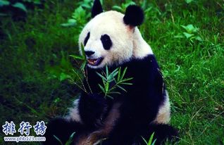 世界十大珍稀动物:大熊猫只排名第六 只有一只白犀牛(中国保护动物前十名)
