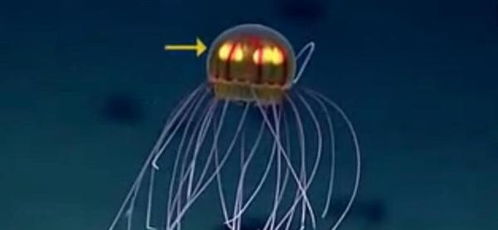 你见过深海1万米以下的生物吗?(深海5万米以下有什么)