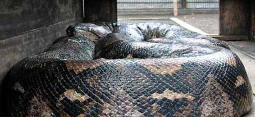 世界上最大的蛇,体长近十五米,重约九百斤,让人不寒而栗