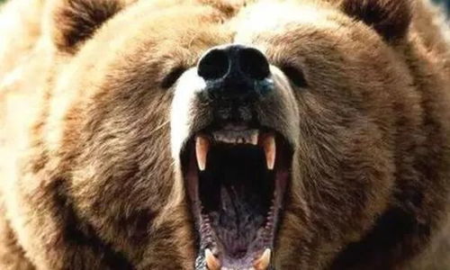 史上最惨动物吃人事件 近三米巨熊咬死7人 丧生胸腹