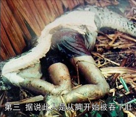 马来西亚巨蟒食人事件 吞进人头后被林警发现击毙 