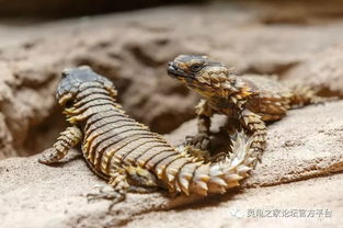 南非犰狳蜥 全身背着重装甲的蜥蜴