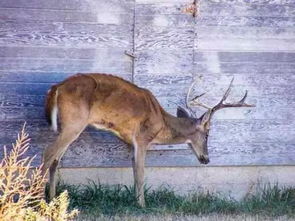 现实版丧尸 加拿大这两个省被曝发现 僵尸鹿 