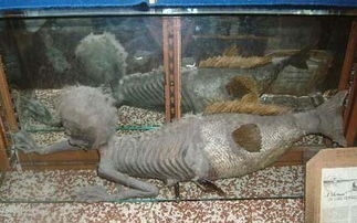 震惊世界 古城墓室现3000年前神秘海底人鱼 