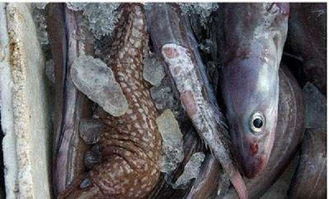 大海蛇之谜 可能是巨鳗(图) 可怕的