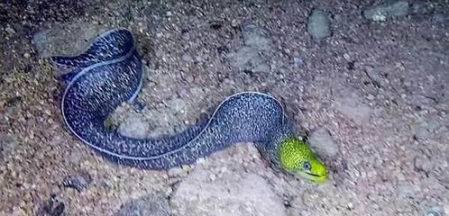 男子海底探险发现一绿嘴怪鳗,刚想捕捉却被它的动作吓到
