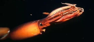 深海红魔鬼海洋探索:红堡鱿鱼(图片)(河中巨怪深海红魔鬼)