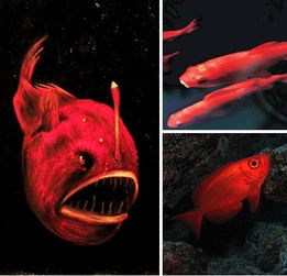 十种神奇红色动物 洪堡鱿鱼有3个心脏 