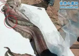 澳大利亚发现美人鱼的尸体是真是假(澳大利亚发现美人鱼事件)