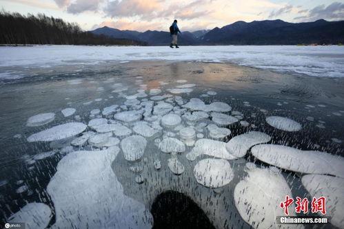 美得冒泡 日本北海道糠平湖现 冰冻气泡 奇观 