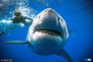 世界上最大的白鲨 身长达6米 在夏威夷附近的水域(世界上最大的白鲨图片)