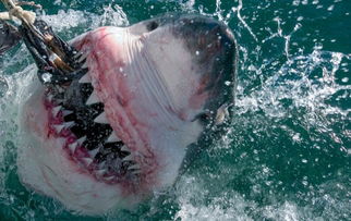 摄影师近距离拍摄大白鲨 锋利牙齿吓人 
