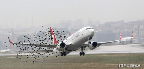 小鸟与行驶中的飞机相撞后威力有多大 科学家 就像一发炮弹