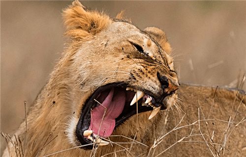 历史上狮子吃人的真实事件 狮子是草原之王