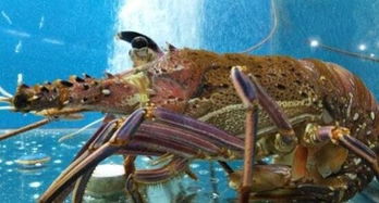 世界上最美丽的彩色银河系小龙虾!(世界上最美丽的彩色蘑菇)