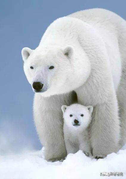 北极熊可能会灭绝 浮冰的减少会直接影响其觅食、生存和繁殖(北极熊即将灭绝)