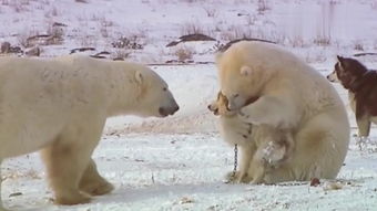 北极熊抚摸二哈的恐怖真相 据ETtoday:有影像不见得有真