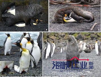科学家目睹海豹奸杀企鹅,吃掉它 海豹杀害企鹅的现场照片