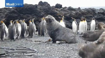 企鹅的变态行为 动物界违背自然道路:海豹与企鹅交配