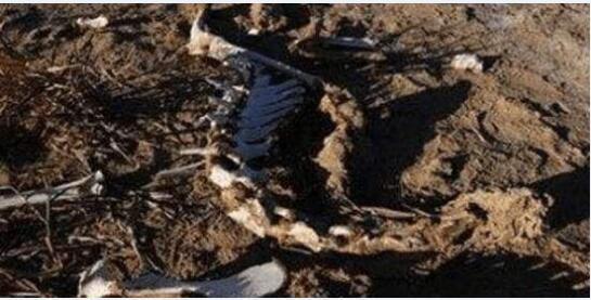 揭秘1978罗布泊食人蜥蜴事件 罗布泊核爆毁灭巨型蜥蜴真实照片