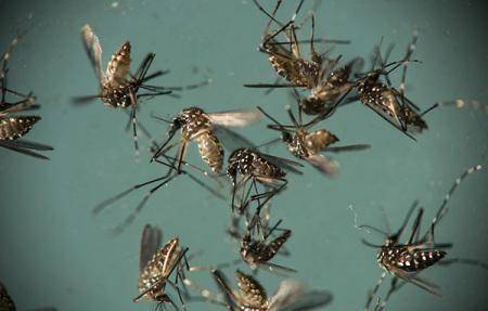 美国将释放7.5亿只转基因蚊子,会产生更强的变异蚊子吗
