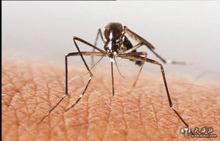 世界上为什么要有蚊子 蚊子是怎么形成的