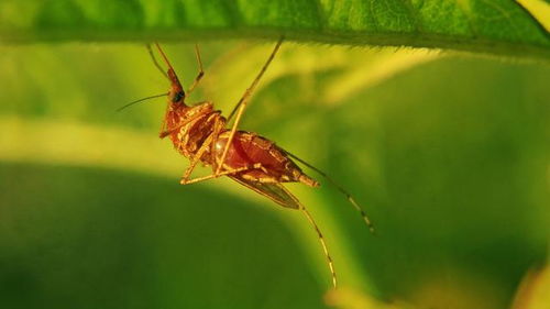 如果蚊子消失,地球会怎样 科学家 会影响生物基因工程