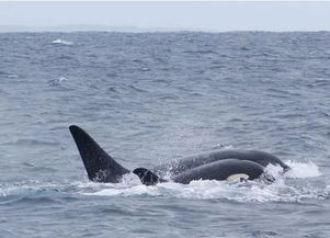 目击现场 虎鲸对大白鲨的捕食行为