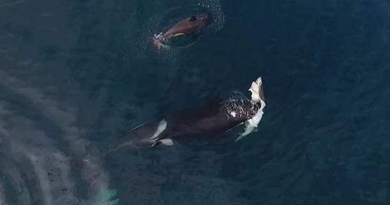 罕见 实拍虎鲸捕食场面 一口秒杀鲨鱼 