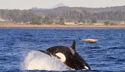 一种大白鲨乐意看到的场面,虎鲸捕食海豚,是海豚科的同类相杀