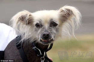 这场世界上最丑的狗比赛在加州举行,今年的冠军是来自明尼芬达州(世界上谁最丑)
