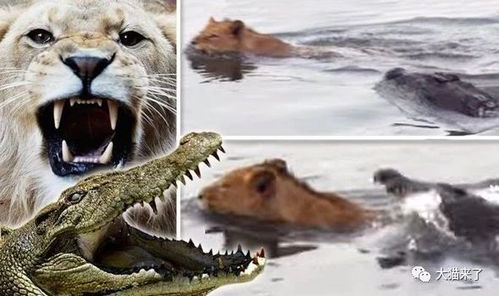 斑马过河,鳄鱼攻击小斑马 狮子过河吃鳄鱼(图)(斑马过河被鳄鱼咬碎视频)