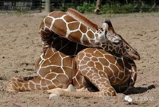 孩子问你长颈鹿是如何睡觉的,看完后你就笑了